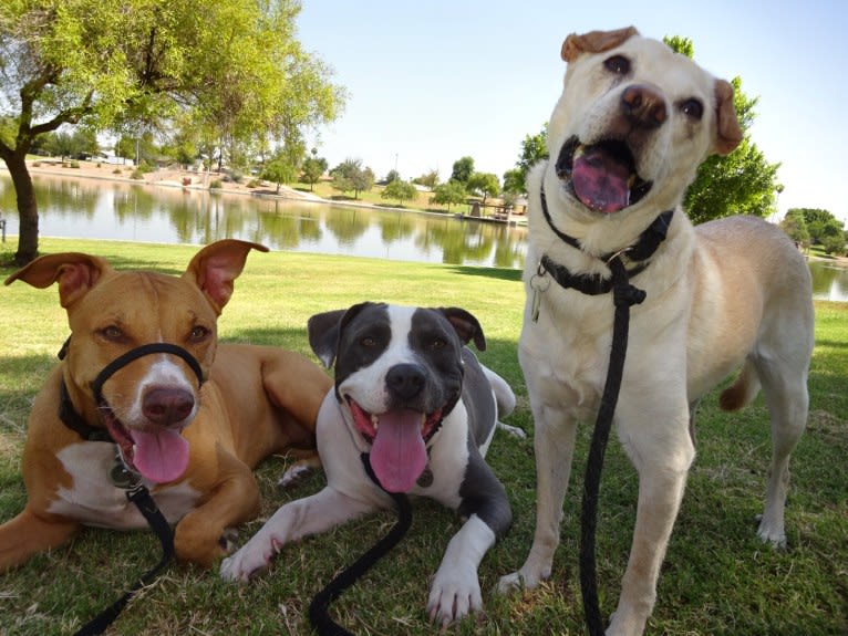 Doc, a Chihuahua and American Pit Bull Terrier mix tested with EmbarkVet.com