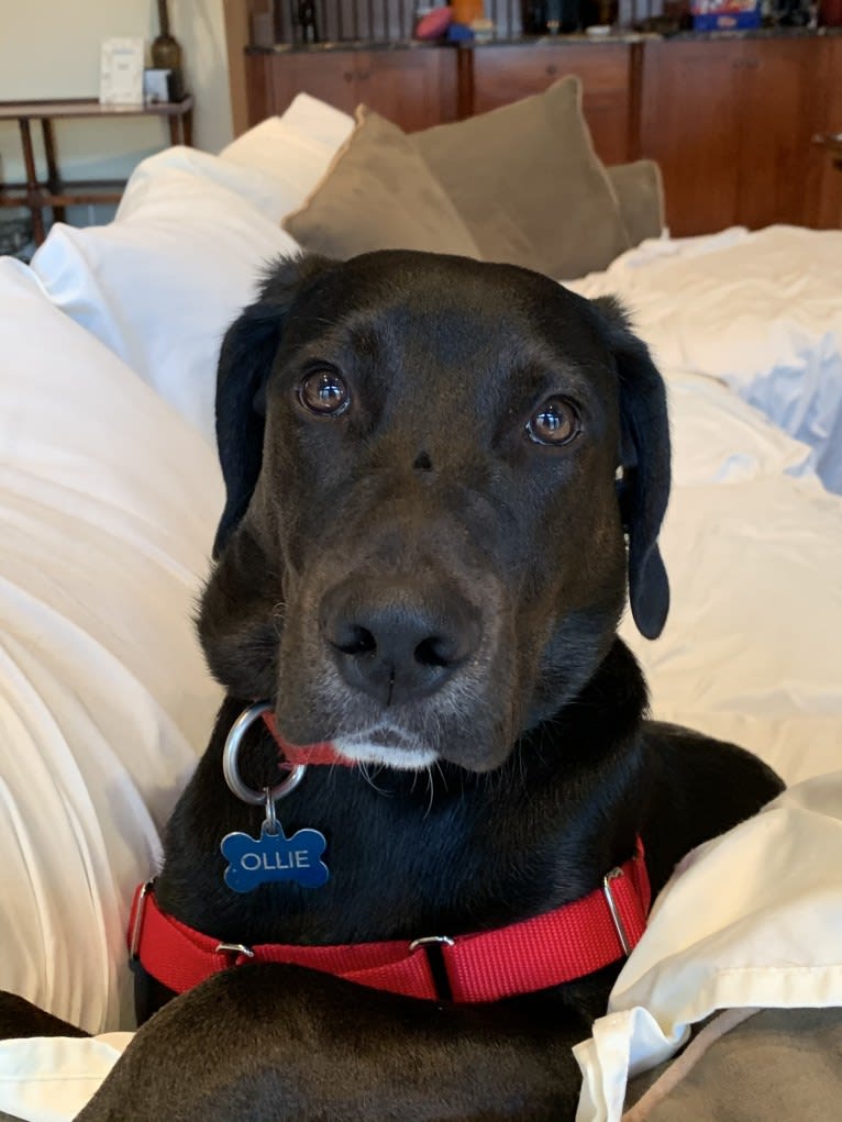 Ollie Milazzo, an American Foxhound and German Shorthaired Pointer mix tested with EmbarkVet.com