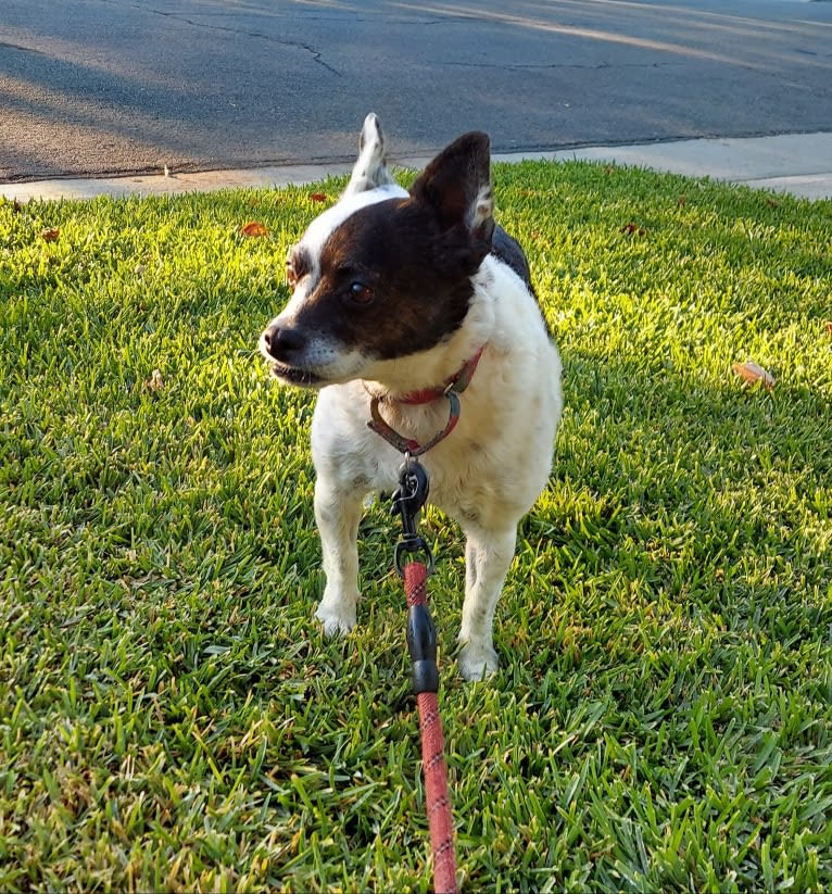 Pantelou 'LouLou', a Russell-type Terrier and Chihuahua mix tested with EmbarkVet.com
