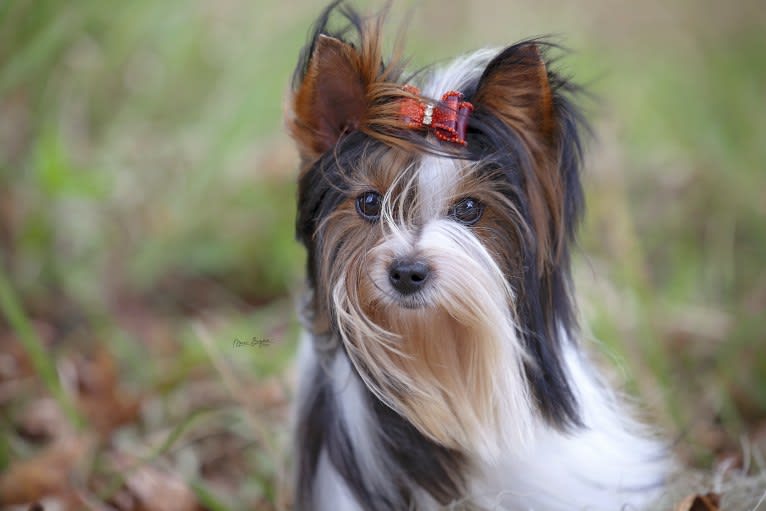 Foxxy, a Biewer Terrier tested with EmbarkVet.com