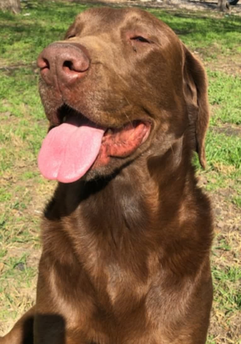 Ranger, a Labrador Retriever tested with EmbarkVet.com