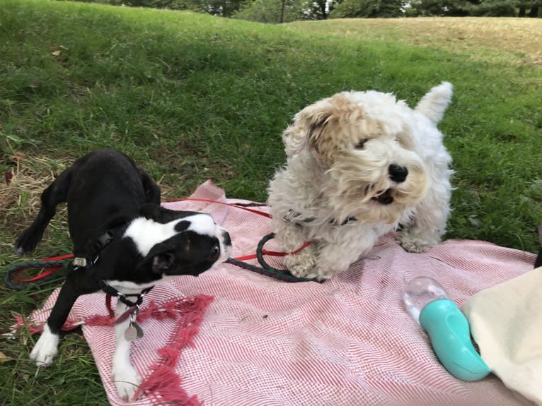 Pippa, a Sealyham Terrier tested with EmbarkVet.com