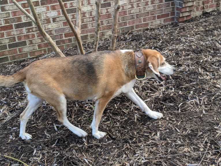 Brie, an American Foxhound tested with EmbarkVet.com