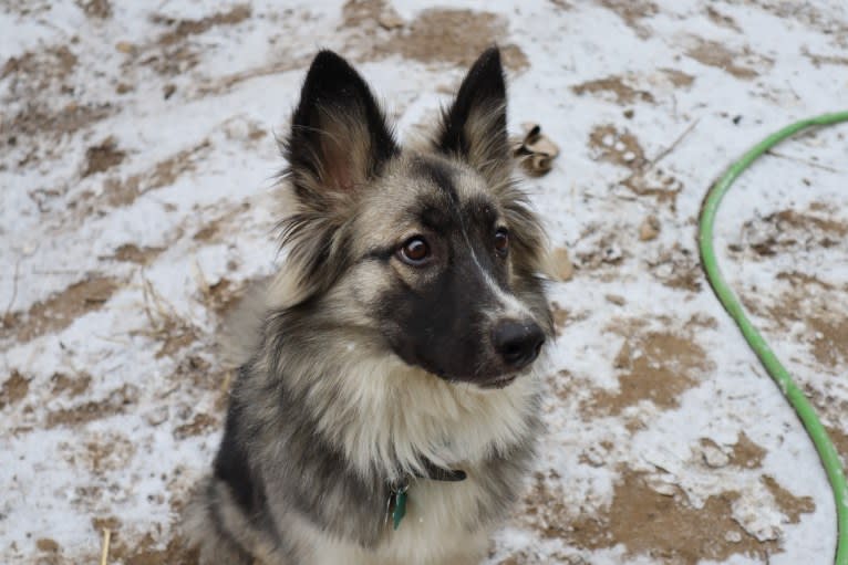 Kino, a Siberian Husky and American Pit Bull Terrier mix tested with EmbarkVet.com