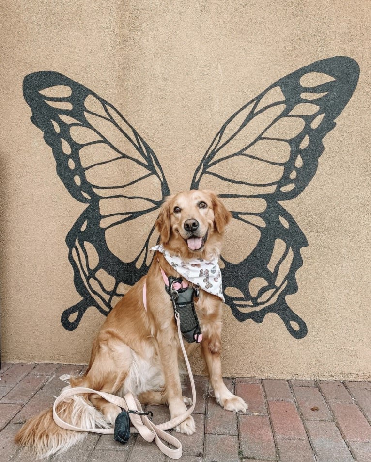 Marley, a Golden Retriever tested with EmbarkVet.com