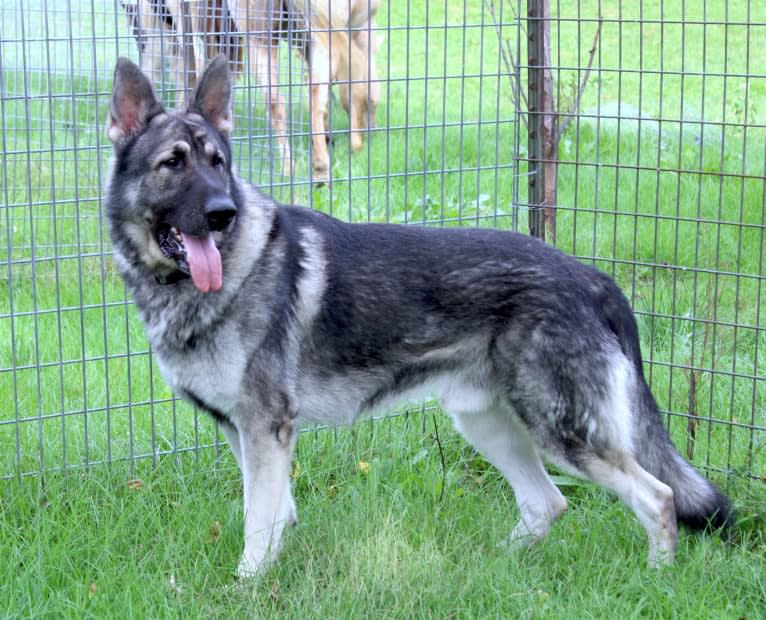 Royalair's Silver Struck, a German Shepherd Dog tested with EmbarkVet.com