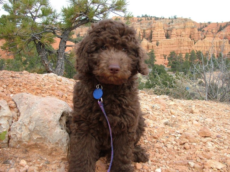 Maggie Sue, a Poodle (Standard) and Poodle (Small) mix tested with EmbarkVet.com