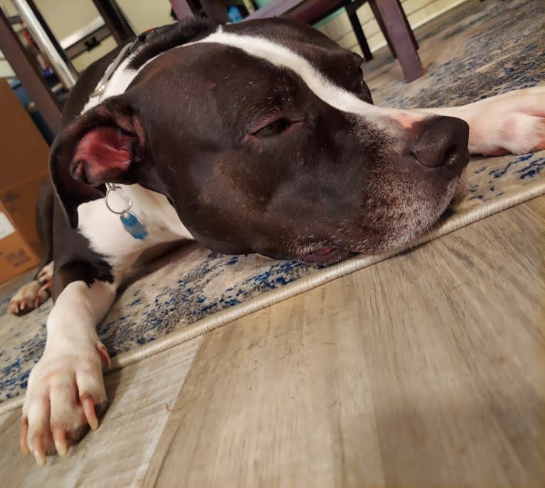 Dany, an American Pit Bull Terrier tested with EmbarkVet.com