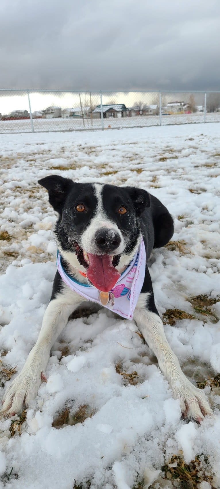 River, a McNab tested with EmbarkVet.com