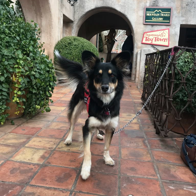 Luna, an Australian Cattle Dog and Chow Chow mix tested with EmbarkVet.com