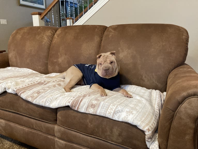 Buttercup, a Chinese Shar-Pei tested with EmbarkVet.com