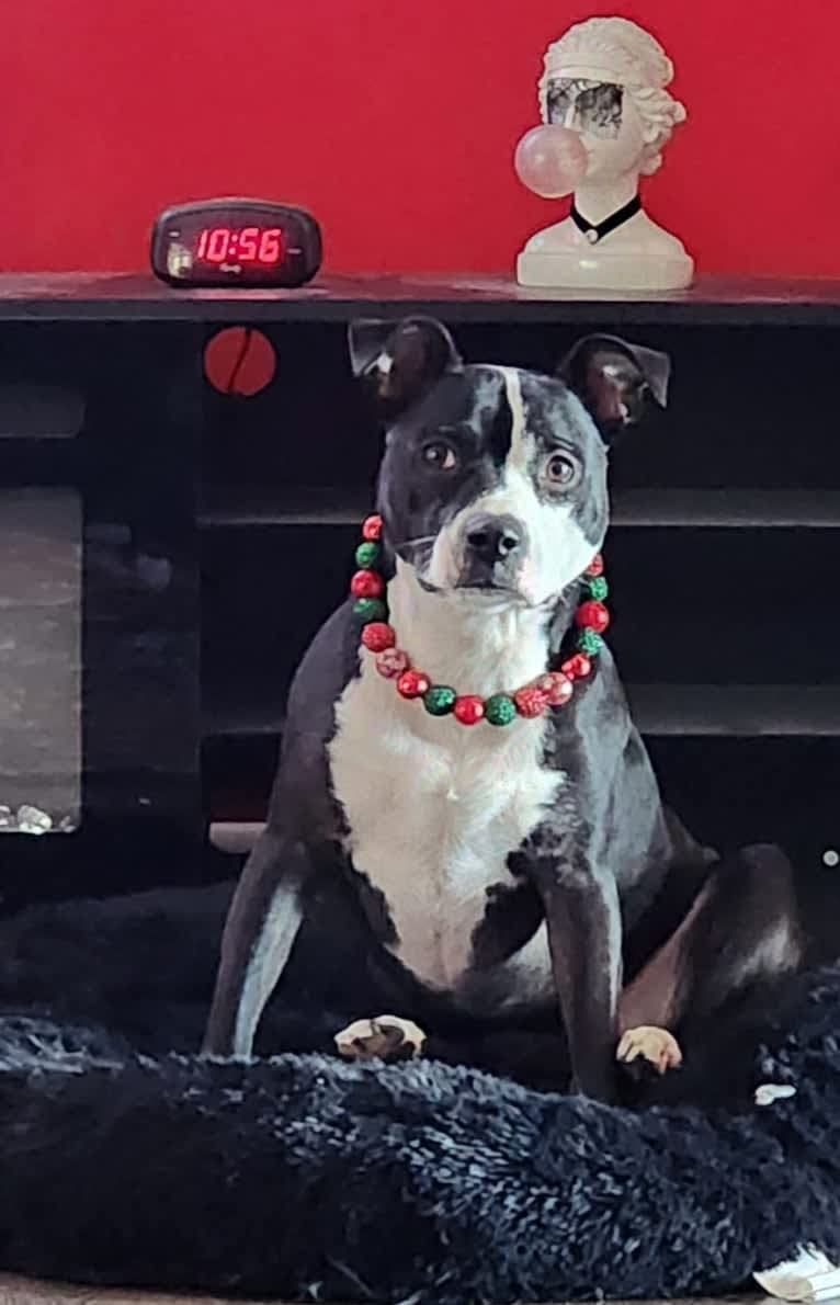 Maggie, an American Pit Bull Terrier tested with EmbarkVet.com
