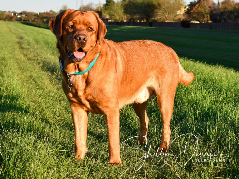 Levi, a Labrador Retriever tested with EmbarkVet.com