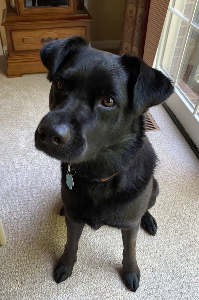 Rio, a Labrador Retriever and Chow Chow mix tested with EmbarkVet.com