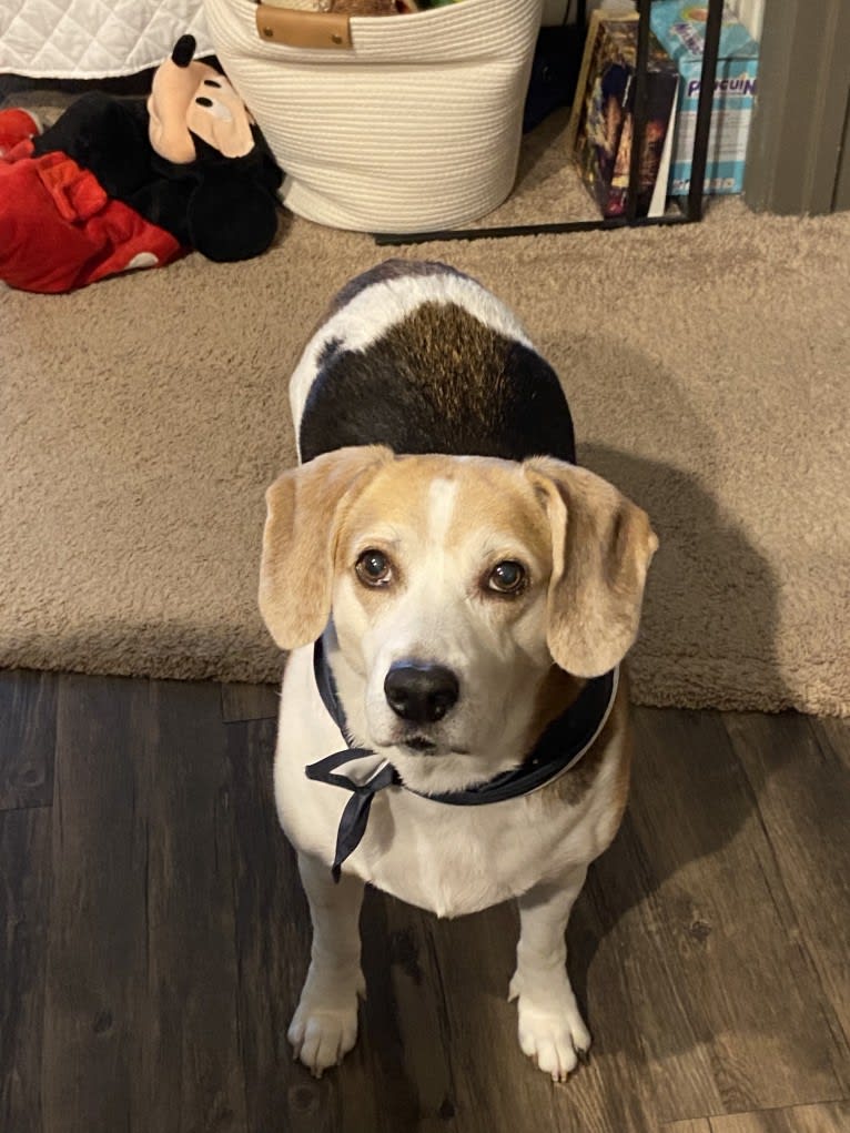 Watson, a Beagle and American Eskimo Dog mix tested with EmbarkVet.com