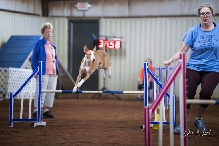 Cora, an Ibizan Hound tested with EmbarkVet.com