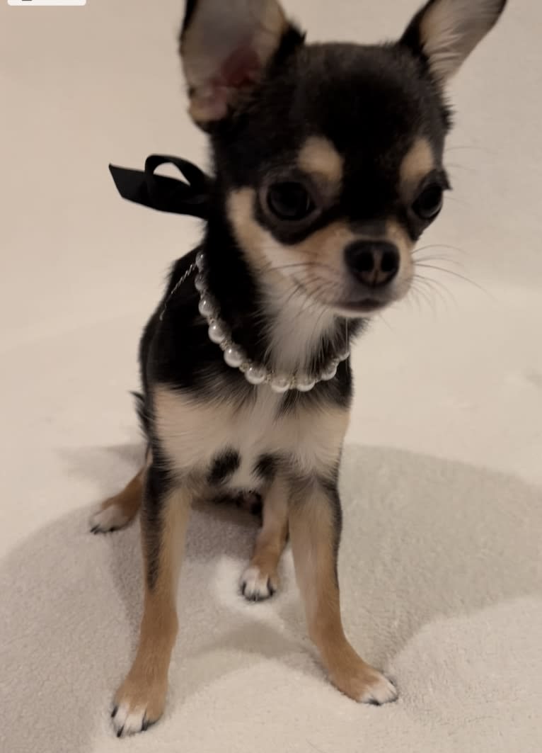 Alli-Mae, a Chihuahua tested with EmbarkVet.com