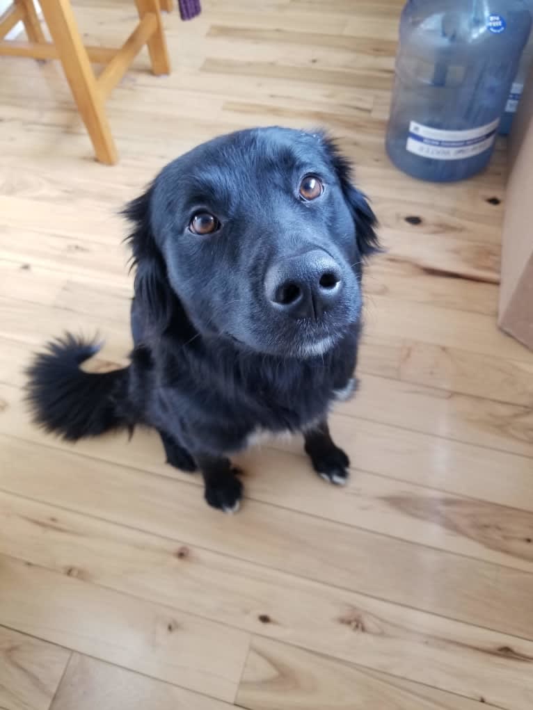 Django, a Border Collie and Golden Retriever mix tested with EmbarkVet.com