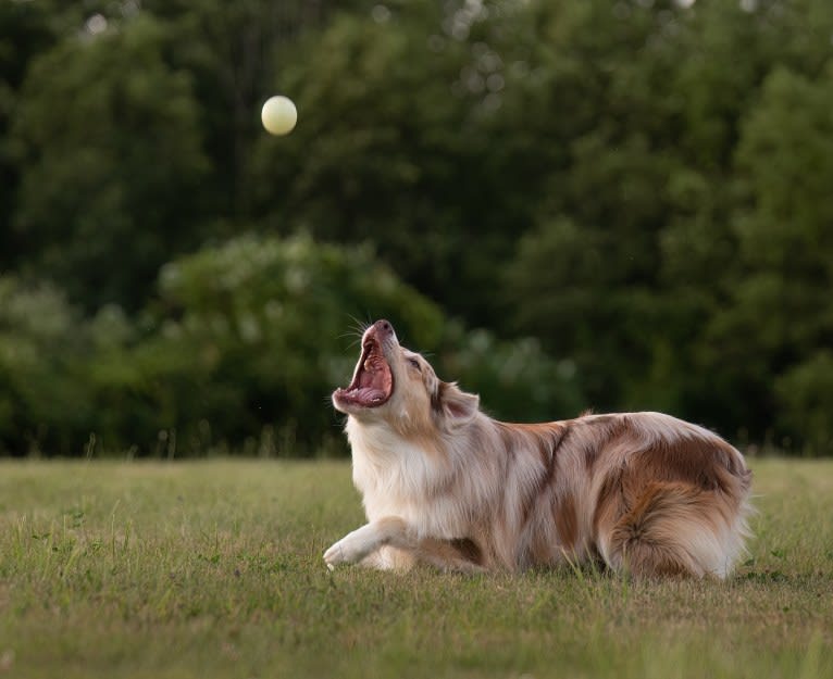 Neville, an Australian Shepherd tested with EmbarkVet.com