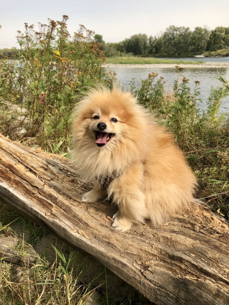 Grizzle, a Pomeranian tested with EmbarkVet.com