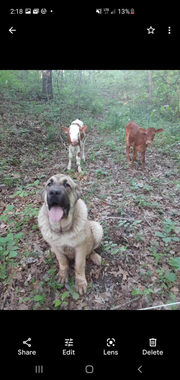 Covy, a Spanish Mastiff tested with EmbarkVet.com