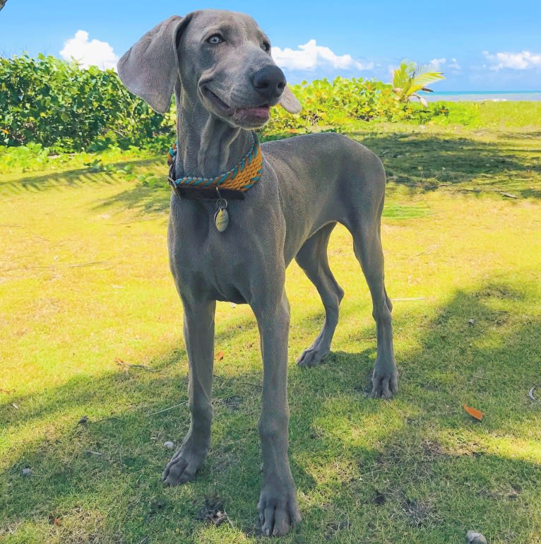 Arya the Weim, a Weimaraner tested with EmbarkVet.com