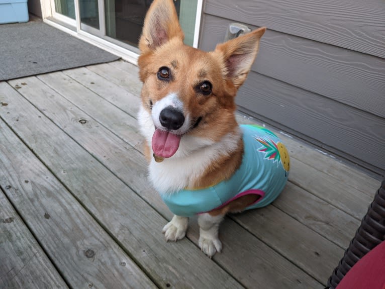 Fleur, a Pembroke Welsh Corgi tested with EmbarkVet.com