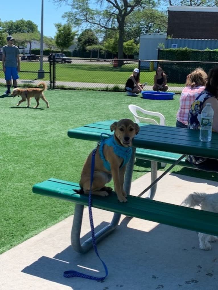 Pretzel, a Beagle and Golden Retriever mix tested with EmbarkVet.com