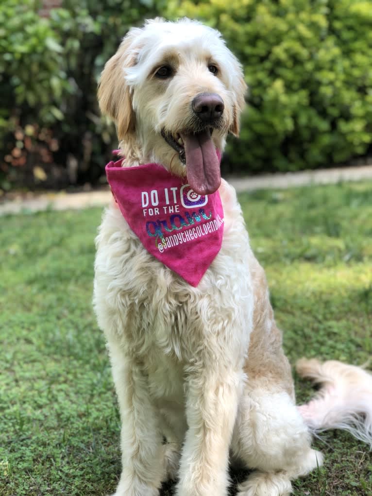 Sandy, a Goldendoodle tested with EmbarkVet.com