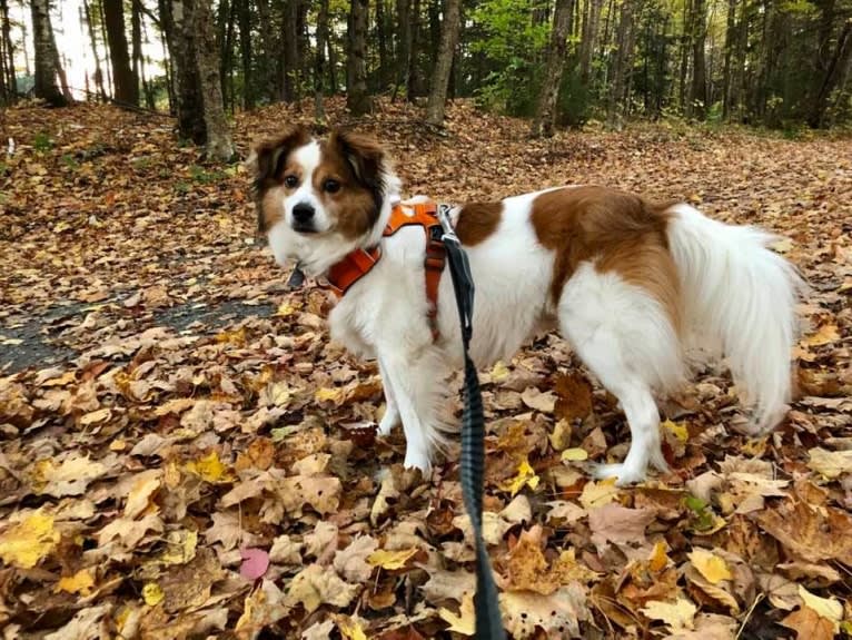 Cooper, an Australian Cattle Dog and Shih Tzu mix tested with EmbarkVet.com