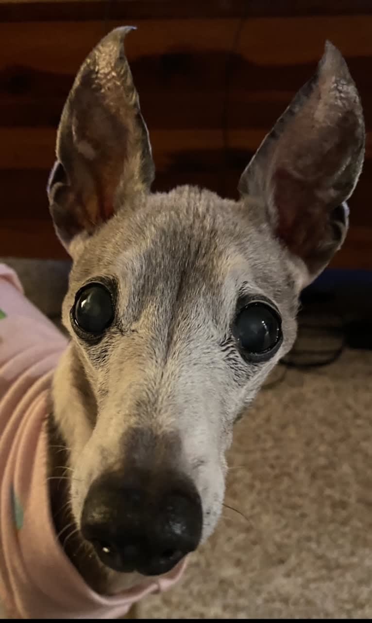 Milo, an Italian Greyhound tested with EmbarkVet.com