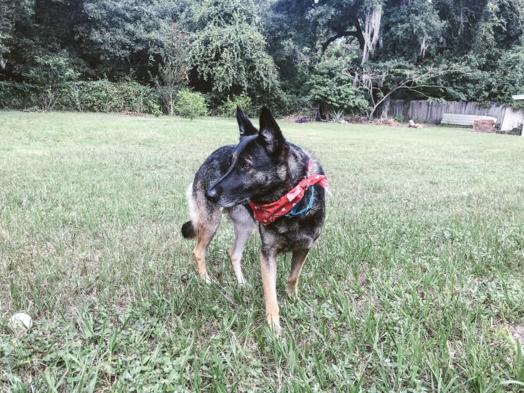 Myla, a German Shepherd Dog and Border Collie mix tested with EmbarkVet.com