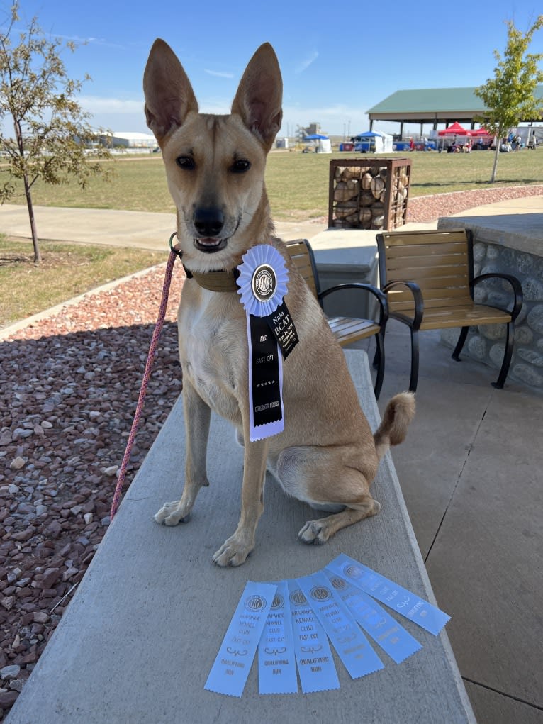 Lady Nala Bear BCF, a Carolina Dog tested with EmbarkVet.com