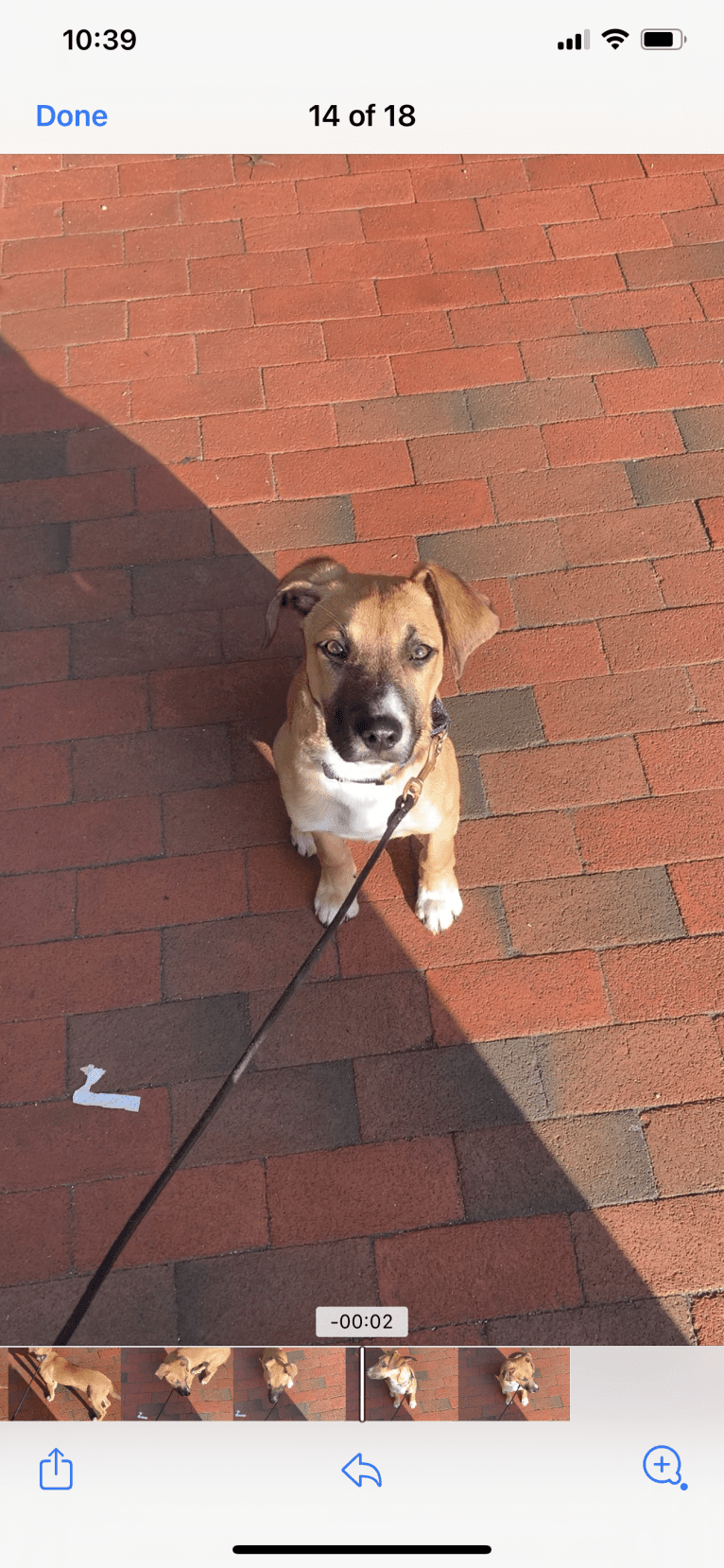 Winnie, a Mountain Cur and Border Collie mix tested with EmbarkVet.com