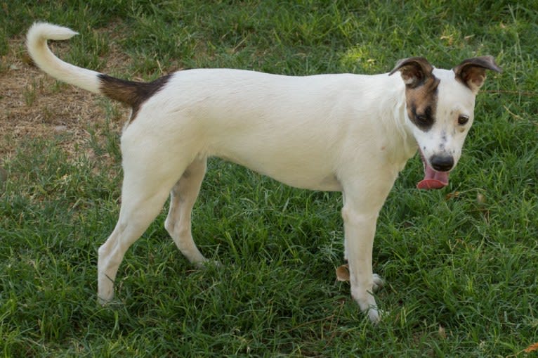 Popcorn, a Border Collie and Whippet mix tested with EmbarkVet.com