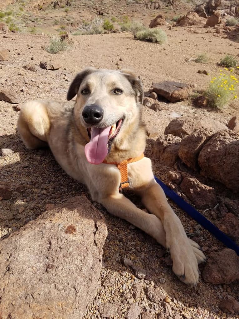 Walter, a German Shepherd Dog and Akita mix tested with EmbarkVet.com