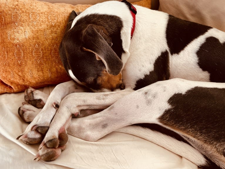 Maeve, a Treeing Walker Coonhound and American Pit Bull Terrier mix tested with EmbarkVet.com