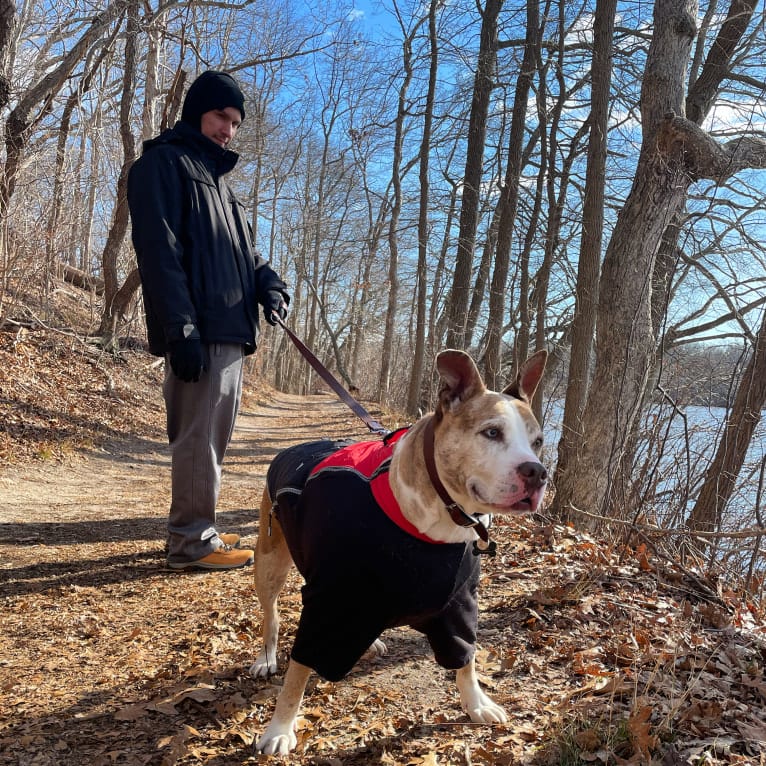 Louie, an American Pit Bull Terrier and American Staffordshire Terrier mix tested with EmbarkVet.com