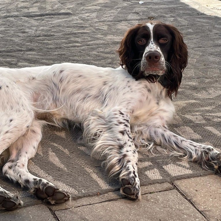 Mila D'Arthémis, a French Spaniel tested with EmbarkVet.com