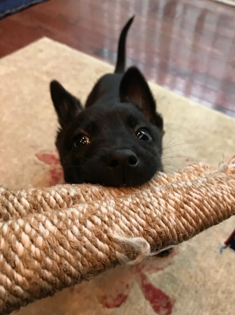 E'Bob, a Dutch Shepherd tested with EmbarkVet.com