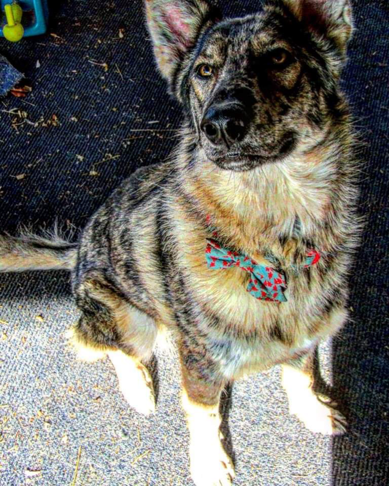 Riley, a German Shepherd Dog and Siberian Husky mix tested with EmbarkVet.com