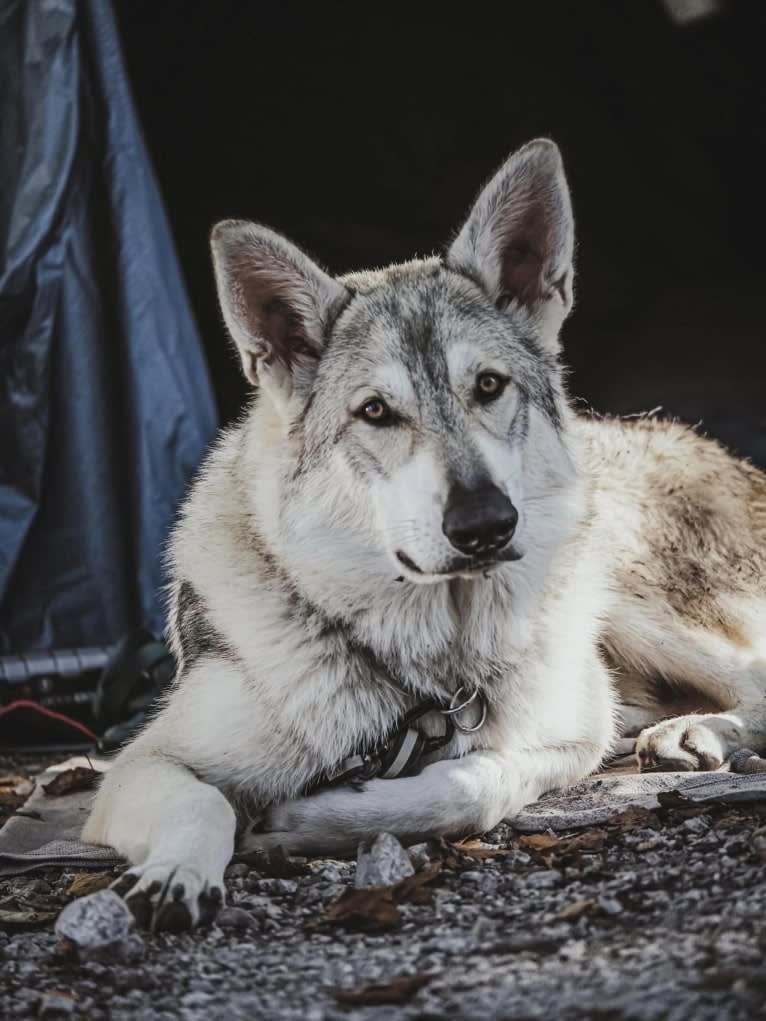 Aslan, a White Shepherd and Siberian Husky mix tested with EmbarkVet.com