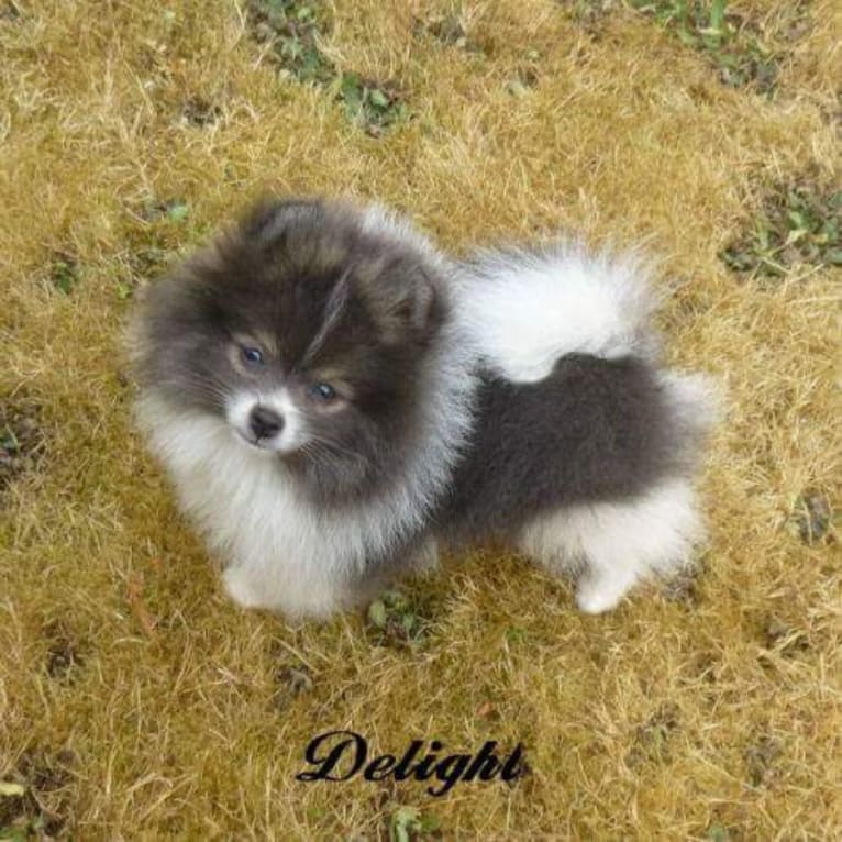 Delight, a Pomeranian tested with EmbarkVet.com