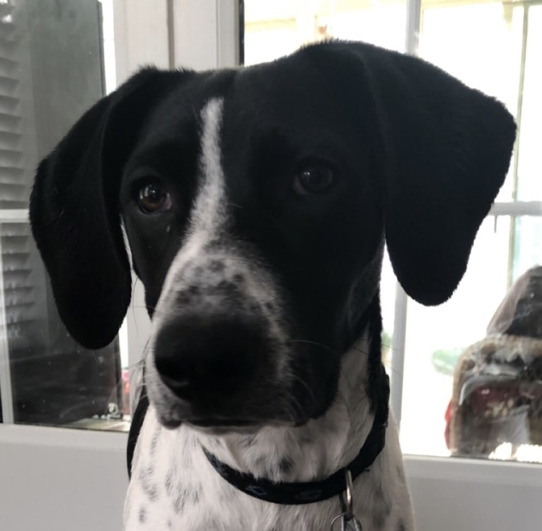 Callie, a Treeing Walker Coonhound and Border Collie mix tested with EmbarkVet.com