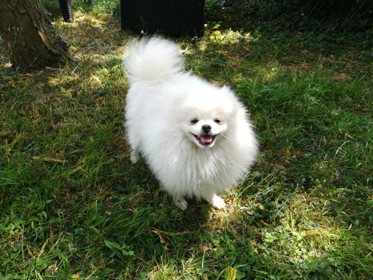 PLUME, a Pomeranian (21.2% unresolved) tested with EmbarkVet.com