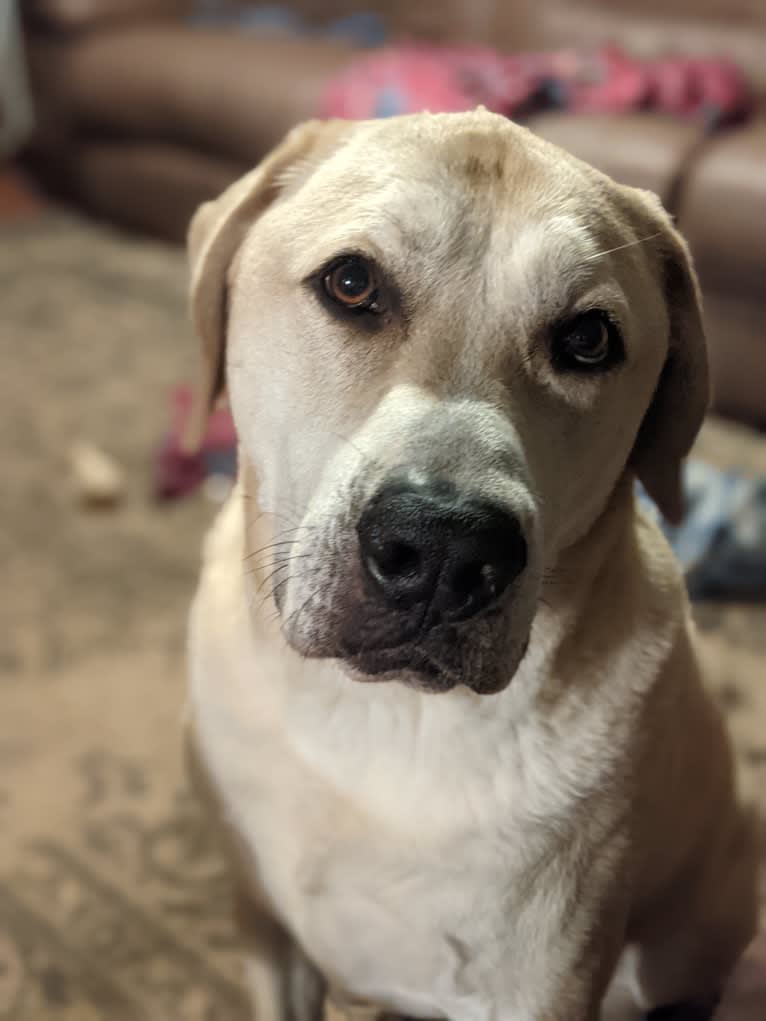 Bonzo, an Anatolian Shepherd Dog and American Bully mix tested with EmbarkVet.com