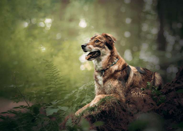 Flóki, an Eastern European Village Dog tested with EmbarkVet.com