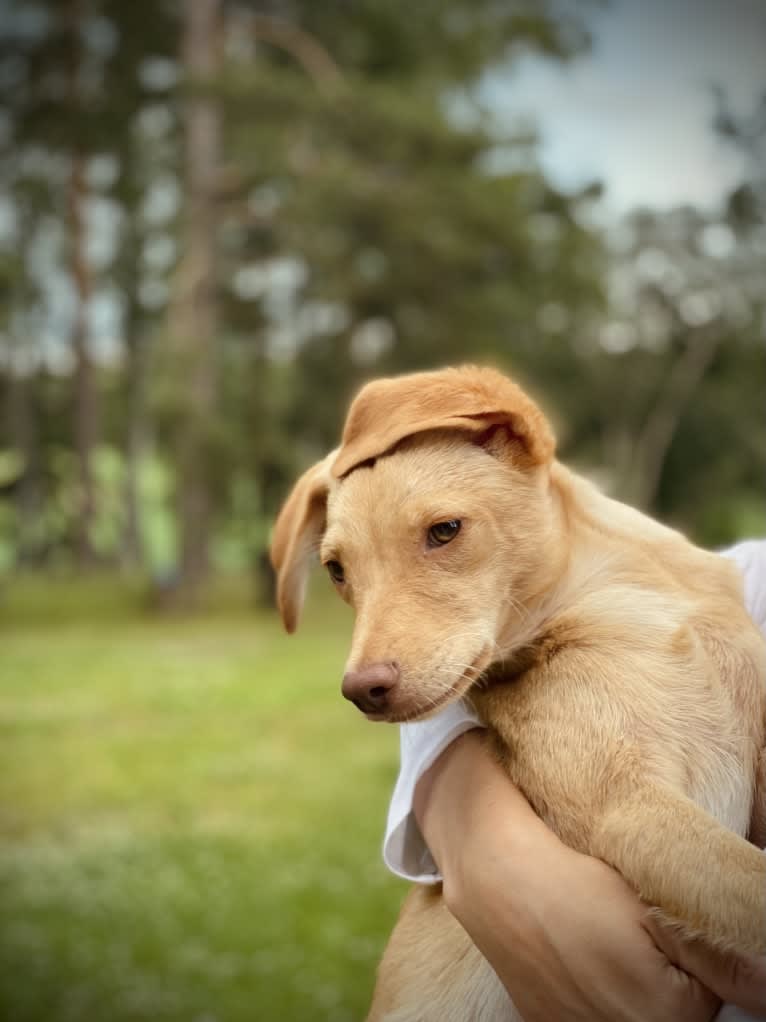 Louie, a Western European Village Dog tested with EmbarkVet.com