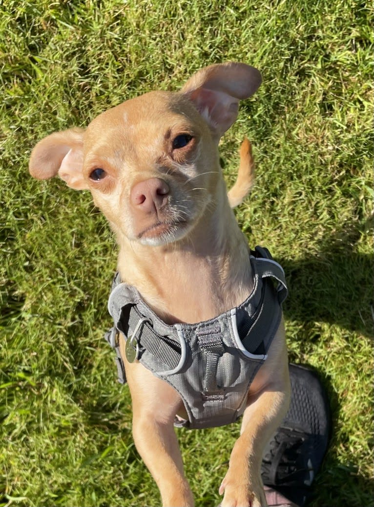 Lily, a Chihuahua and Rat Terrier mix tested with EmbarkVet.com