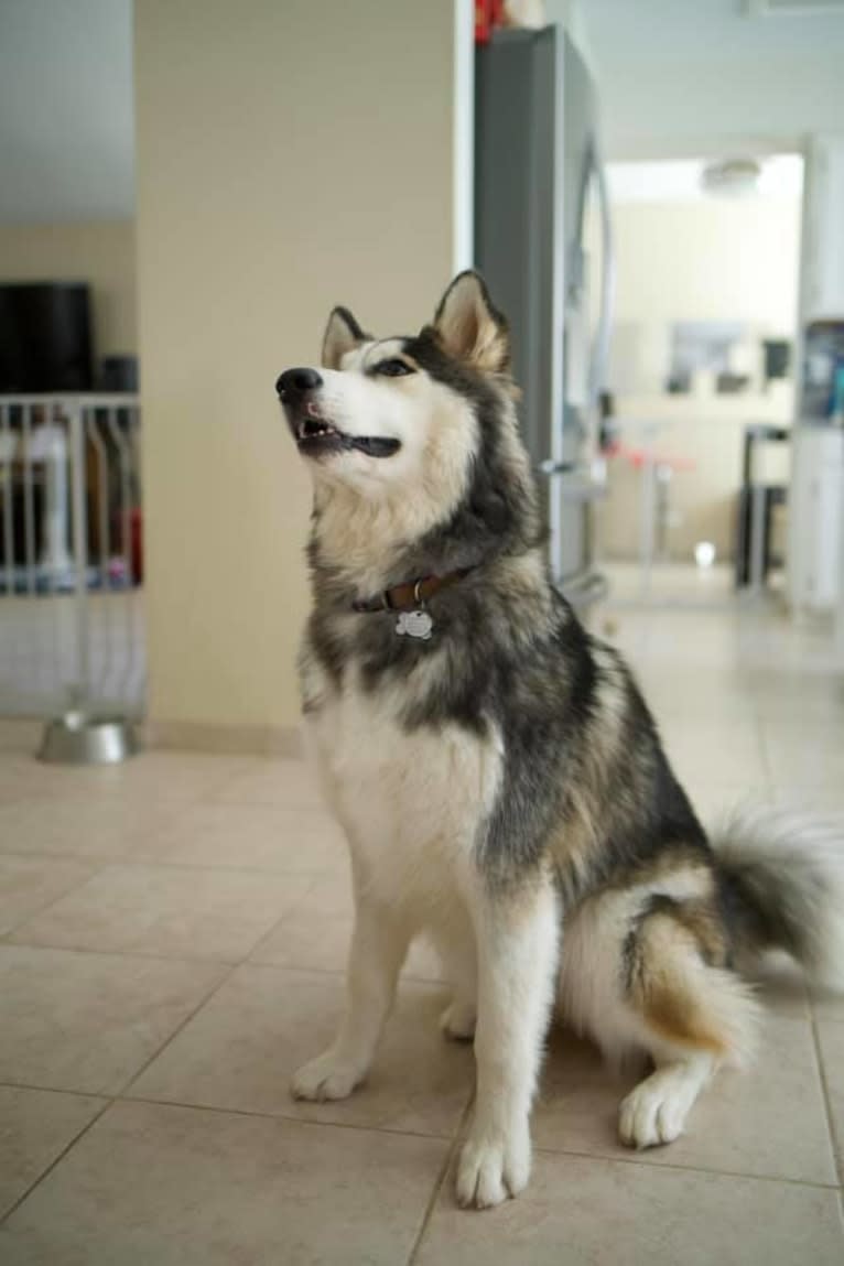 Aero, an Alaskan Malamute and Siberian Husky mix tested with EmbarkVet.com